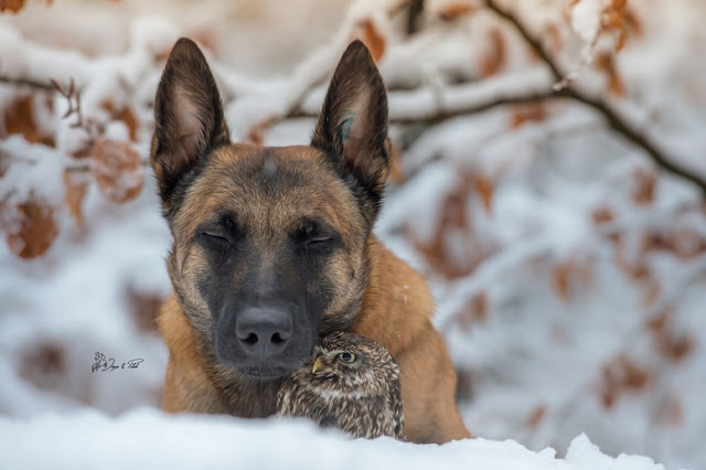 The owl and his shepherd © Tanja Brandt